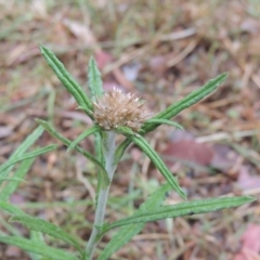 Euchiton sphaericus at Conder, ACT - 16 Dec 2020