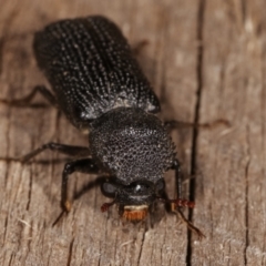 Bostrychopsis jesuita (Auger beetle) at Melba, ACT - 24 Jan 2021 by kasiaaus