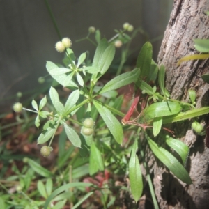 Galium aparine at Conder, ACT - 17 Dec 2020