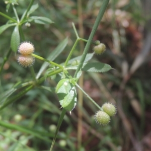 Galium aparine at Conder, ACT - 17 Dec 2020