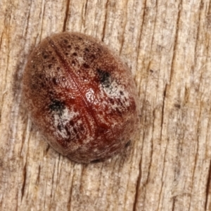 Trachymela sp. (genus) at Melba, ACT - 25 Jan 2021