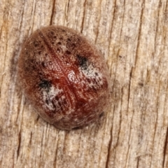 Trachymela sp. (genus) (Brown button beetle) at Melba, ACT - 25 Jan 2021 by kasiaaus