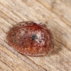 Trachymela sp. (genus) at Melba, ACT - 25 Jan 2021