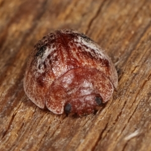 Trachymela sp. (genus) at Melba, ACT - 25 Jan 2021