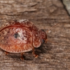 Trachymela sp. (genus) at Melba, ACT - 25 Jan 2021