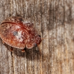 Trachymela sp. (genus) at Melba, ACT - 25 Jan 2021