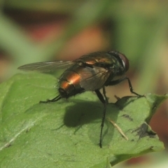 Unidentified Blow fly (Calliphoridae) (TBC) at Conder, ACT - 17 Dec 2020 by michaelb