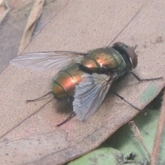 Lucilia cuprina at Conder, ACT - 17 Dec 2020