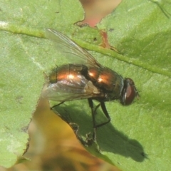 Lucilia cuprina at Conder, ACT - 17 Dec 2020