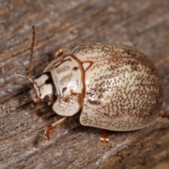 Paropsis 'sp. 20' of Lagerwey at Melba, ACT - 25 Jan 2021 10:43 PM