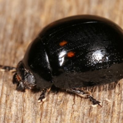 Paropsisterna nigerrima (Leaf beetle, Button beetle) at Melba, ACT - 25 Jan 2021 by kasiaaus