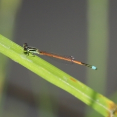 Ischnura aurora (Aurora Bluetail) at Paddys River, ACT - 2 Feb 2021 by RodDeb