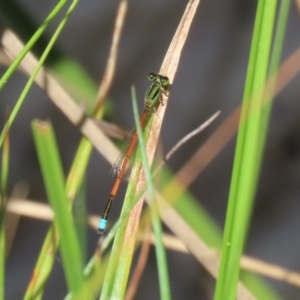 Ischnura aurora at Paddys River, ACT - 2 Feb 2021 12:25 PM