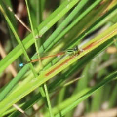 Ischnura aurora at Paddys River, ACT - 2 Feb 2021 12:25 PM