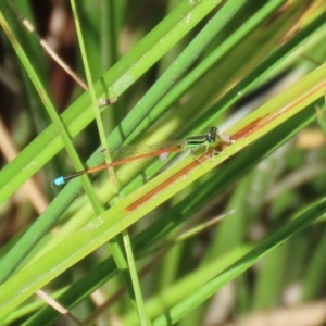 Ischnura aurora at Paddys River, ACT - 2 Feb 2021 12:25 PM