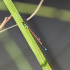 Ischnura aurora at Paddys River, ACT - 2 Feb 2021 12:25 PM