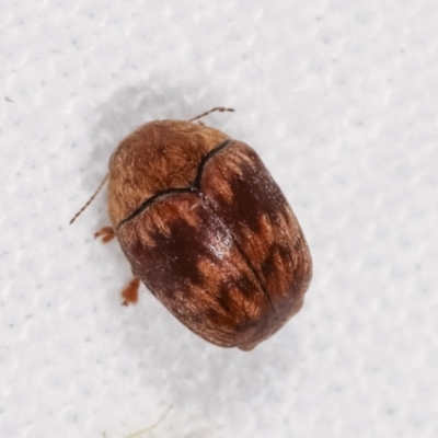 Elaphodes pilula (Leaf beetle) at Melba, ACT - 25 Jan 2021 by kasiaaus
