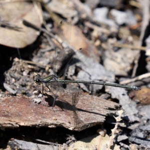 Austroargiolestes icteromelas at Paddys River, ACT - 2 Feb 2021