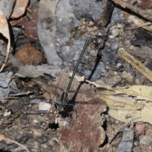 Austroargiolestes icteromelas at Paddys River, ACT - 2 Feb 2021