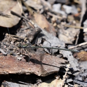 Austroargiolestes icteromelas at Paddys River, ACT - 2 Feb 2021