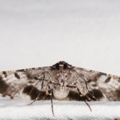 Gastrinodes argoplaca (Cryptic Bark Moth) at Melba, ACT - 25 Jan 2021 by kasiaaus