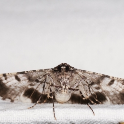 Gastrinodes argoplaca (Cryptic Bark Moth) at Melba, ACT - 25 Jan 2021 by kasiaaus