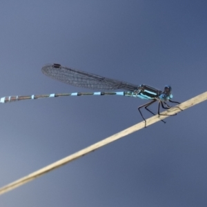 Austrolestes leda at Paddys River, ACT - 2 Feb 2021