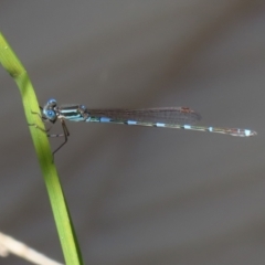 Austrolestes leda at Paddys River, ACT - 2 Feb 2021