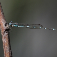 Austrolestes leda at Paddys River, ACT - 2 Feb 2021