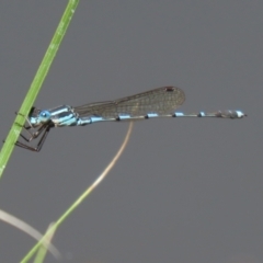 Austrolestes leda at Paddys River, ACT - 2 Feb 2021