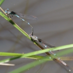 Austrolestes leda at Paddys River, ACT - 2 Feb 2021