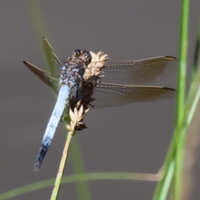 Orthetrum caledonicum (Blue Skimmer) at Paddys River, ACT - 2 Feb 2021 by RodDeb