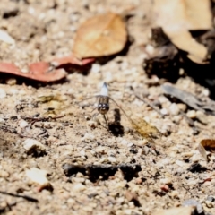 Orthetrum caledonicum at Paddys River, ACT - 2 Feb 2021 12:04 PM