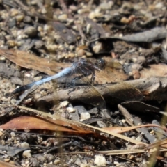 Orthetrum caledonicum at Paddys River, ACT - 2 Feb 2021 12:04 PM