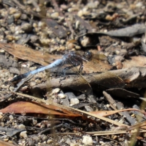 Orthetrum caledonicum at Paddys River, ACT - 2 Feb 2021 12:04 PM