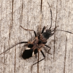 Dieuches maculicollis (Black-and-white seed bug) at Melba, ACT - 25 Jan 2021 by kasiaaus