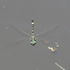 Parasynthemis regina (Royal Tigertail) at Paddys River, ACT - 2 Feb 2021 by RodDeb