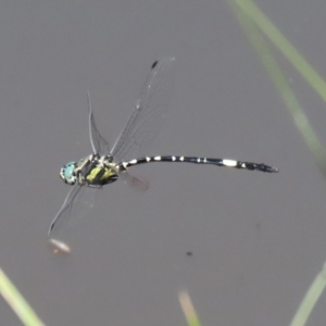 Parasynthemis regina at Paddys River, ACT - 2 Feb 2021 12:24 PM