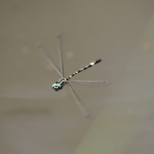 Parasynthemis regina at Paddys River, ACT - 2 Feb 2021 12:24 PM