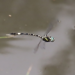 Parasynthemis regina at Paddys River, ACT - 2 Feb 2021 12:24 PM