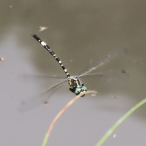 Parasynthemis regina at Paddys River, ACT - 2 Feb 2021 12:24 PM