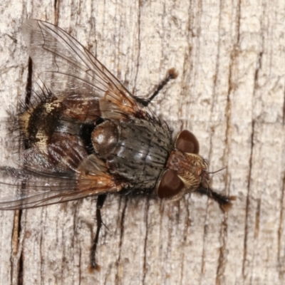 Unidentified True fly (Diptera) at Melba, ACT - 25 Jan 2021 by kasiaaus