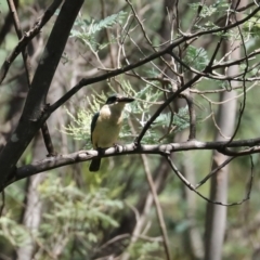 Todiramphus sanctus (Sacred Kingfisher) at Paddys River, ACT - 2 Feb 2021 by RodDeb