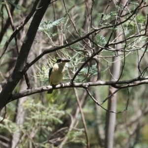 Todiramphus sanctus at Paddys River, ACT - 2 Feb 2021