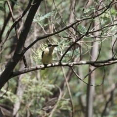 Todiramphus sanctus at Paddys River, ACT - 2 Feb 2021