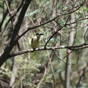 Todiramphus sanctus at Paddys River, ACT - 2 Feb 2021 11:56 AM