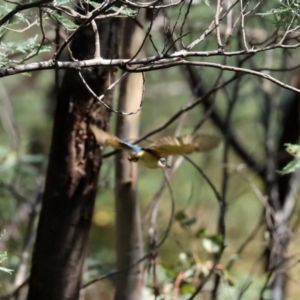 Todiramphus sanctus at Paddys River, ACT - 2 Feb 2021