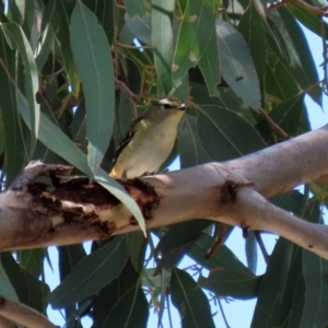 Pardalotus punctatus at Paddys River, ACT - 2 Feb 2021 12:32 PM