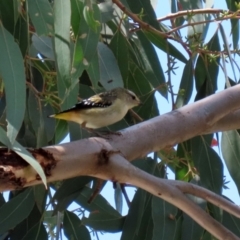 Pardalotus punctatus at Paddys River, ACT - 2 Feb 2021 12:32 PM