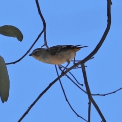 Pardalotus punctatus at Paddys River, ACT - 2 Feb 2021 12:32 PM